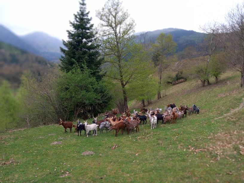 Nos 2 Gites A La Fermy'Air Mollau Exteriör bild